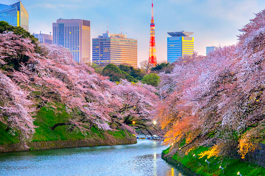 Japan Senior Citizens Group Tour Japan Senior Citizens Group Tour