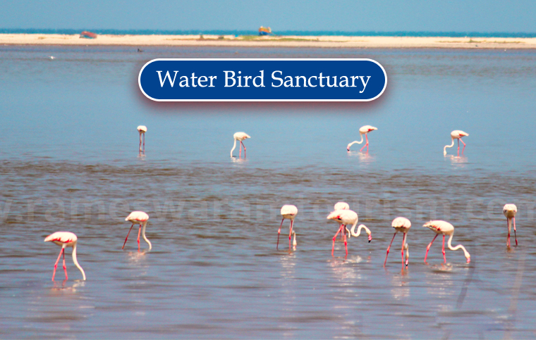 Water bird sanctuary