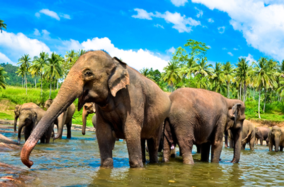 Sri Lanka Group Tour Package