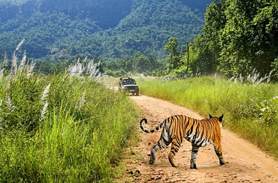 Senior Citizen Jim Corbett Tour Package