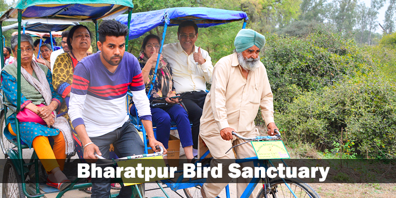 Safari at Bharatpur National Park