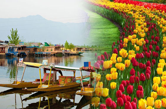 Senior Citizen Kashmir Group Tour with Tulip Garden