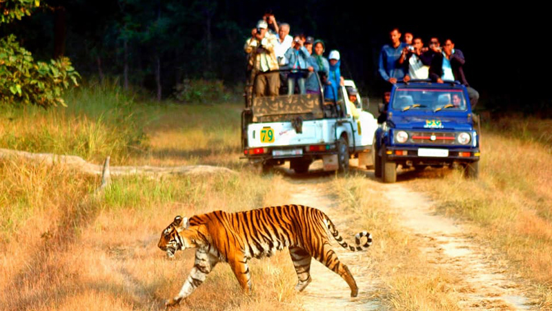 Senior Citizen Celebration Day Jim Corbett Tour