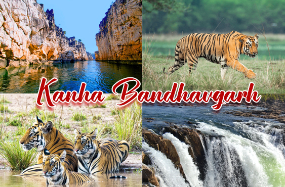Kanha Bandhavgarh Senior Citizens Group Tour