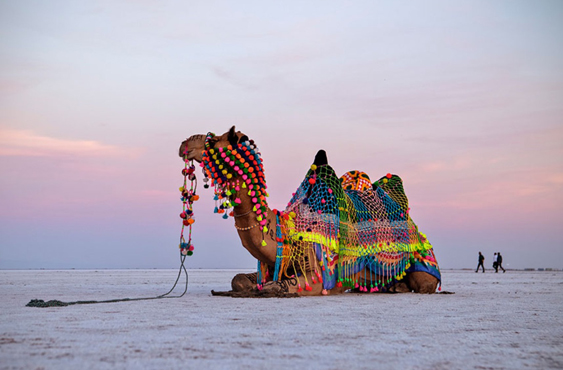 Rann of Kutch Full Moon Senior Citizen Group Tour