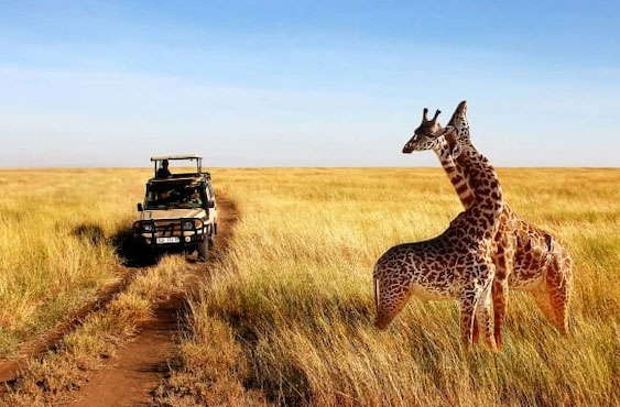 Senior Citizen Kenya Group Tour