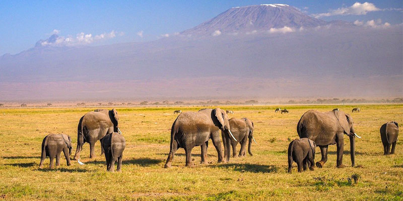 Senior Citizen Kenya Elderly Group Tour Package