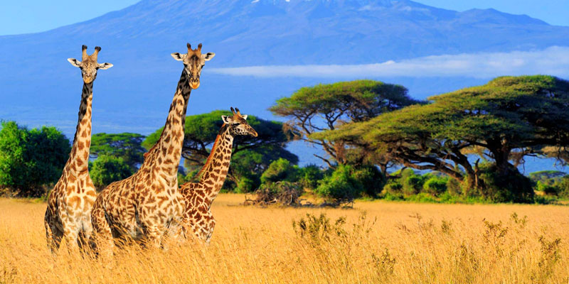 Kenya Senior Citizen Group Tour Package