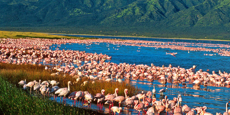 Senior Citizen Kenya Group Tour Package