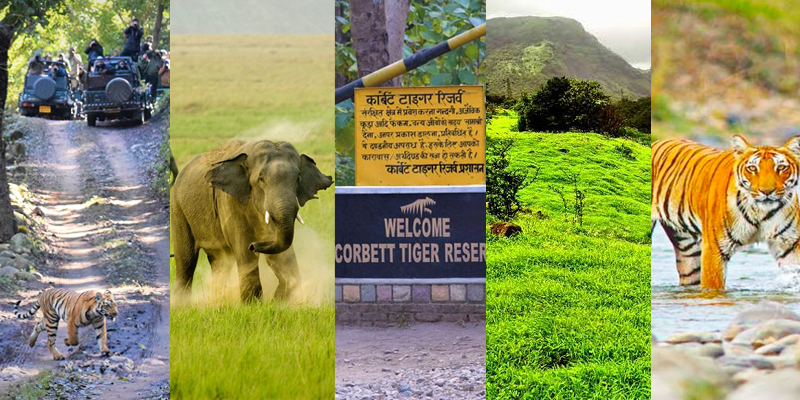 Senior Citizen Jim Corbett Tour Package