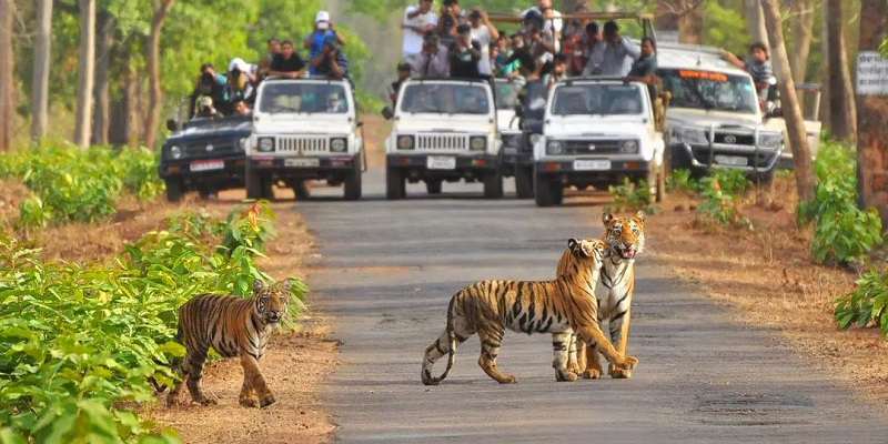 Senior Citizen Jim Corbett Group Tour