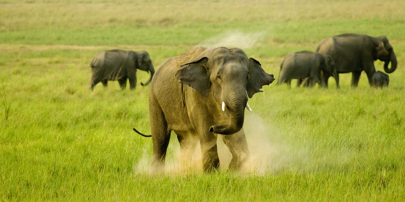 Senior Citizen Jim Corbett Group Tour Package