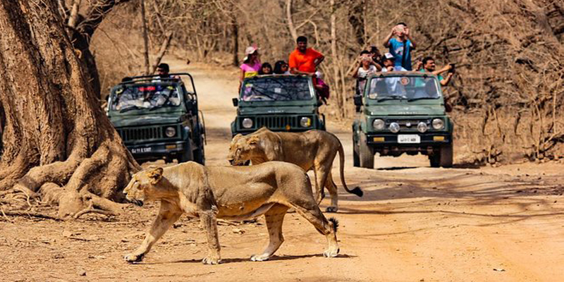 sasan gir tour package from rajkot